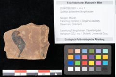 Foto (Objekt + Etikett) von Quercus palaeoilex Ettingshausen (NHMW-GEO-2024-0188-0801)